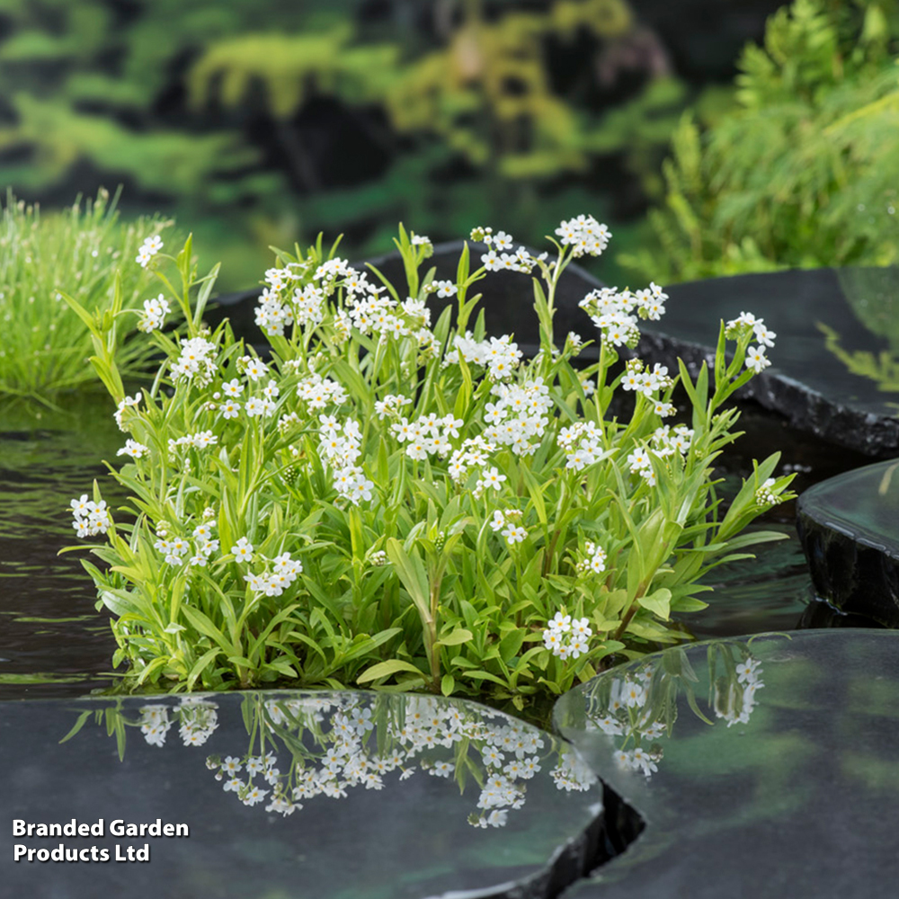 Myosotis palustris 'Alba' (Marginal Aquatic) image