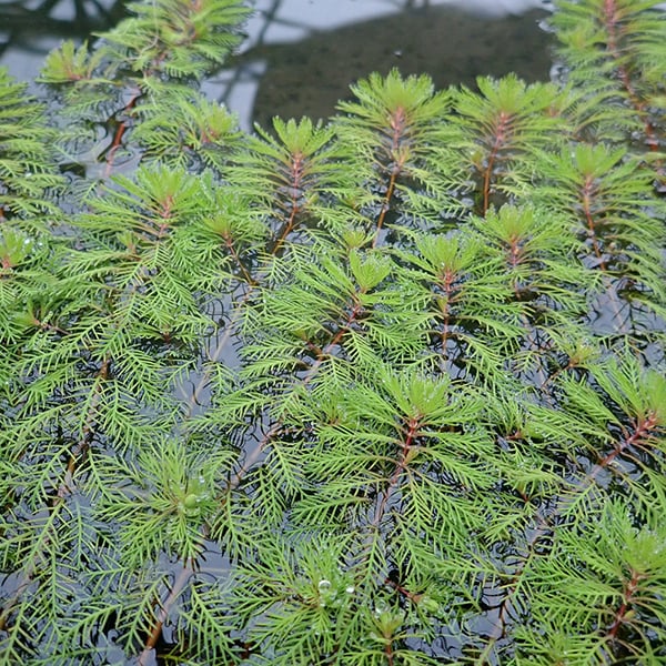 Myriophyllum rubricale (Oxygenating Aquatic) image