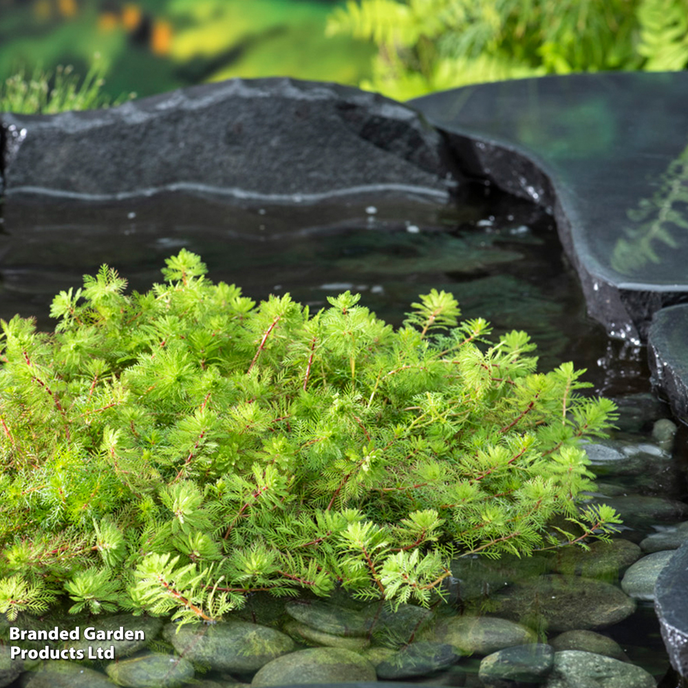Myriophyllum rubricaule (Oxygenating Aquatic) image