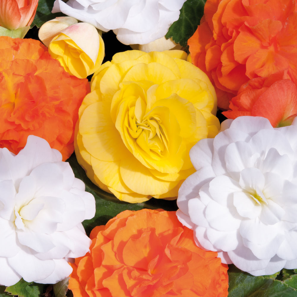 Begonia 'Nonstop Citrus' image