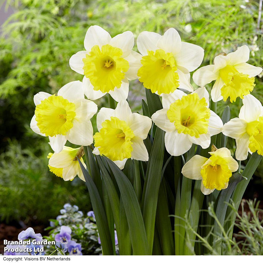Narcissus 'Attraction' image