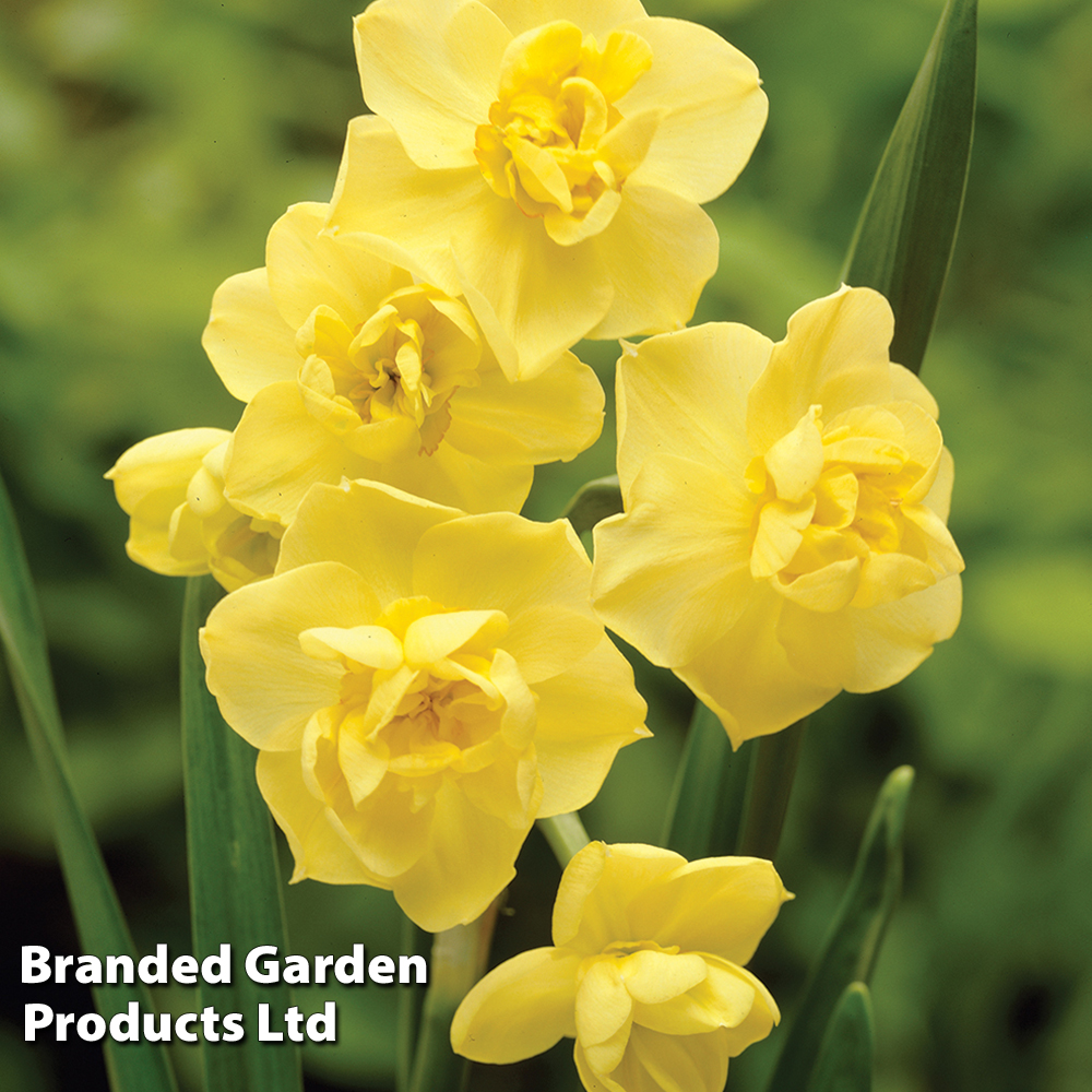 Narcissus 'Yellow Cheerfulness' image
