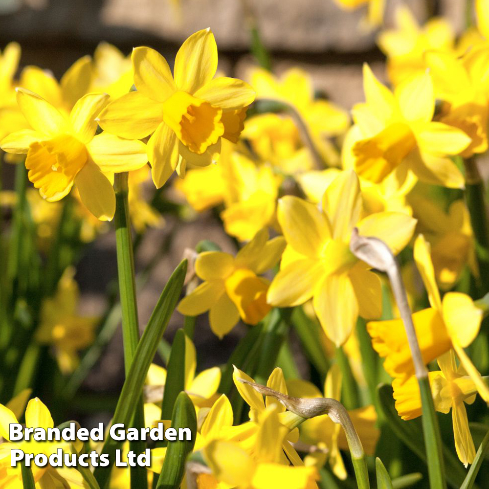 Narcissus 'Cornish Chuckles' image