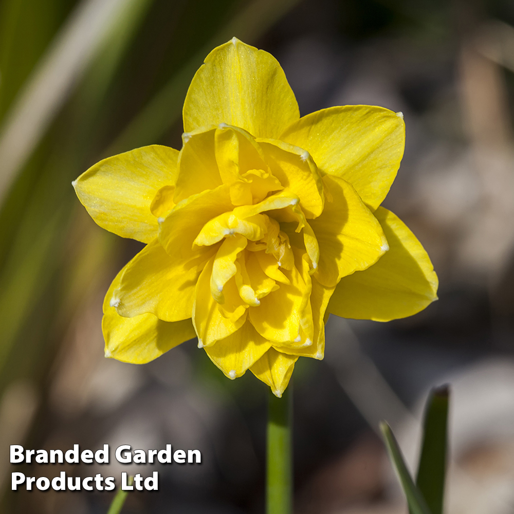 Narcissus 'Cornish Pencrebar' image