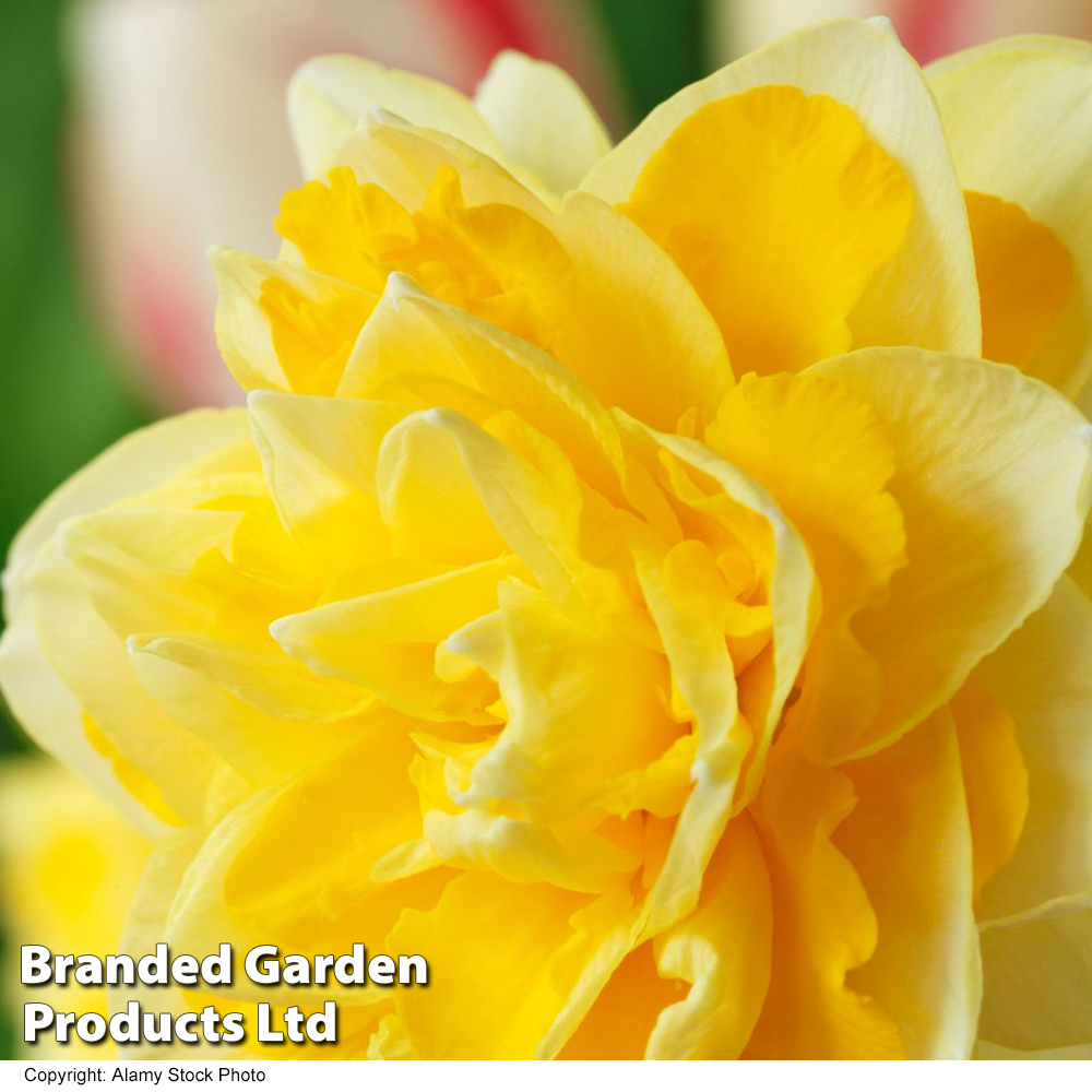 Narcissus 'Dick Wilden' image