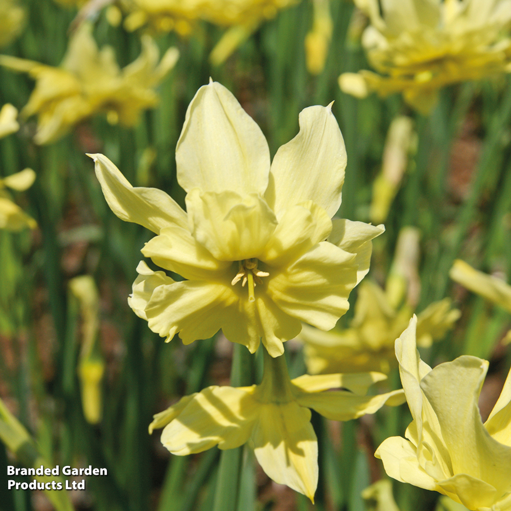 Narcissus 'Exotic Mystery' image