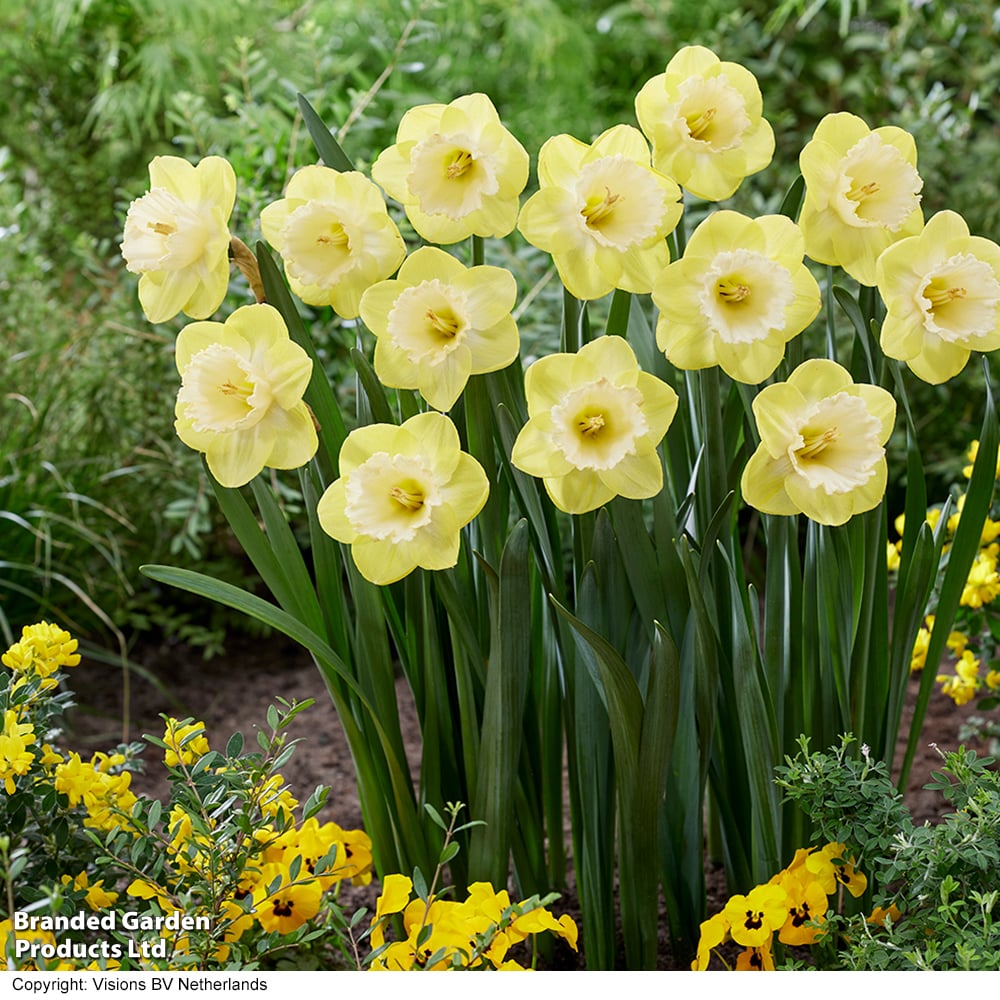 Narcissus 'Mr Vain' image