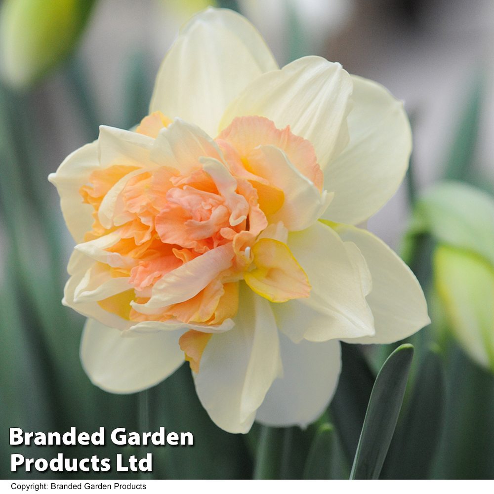 Narcissus 'Peach Cobbler' image
