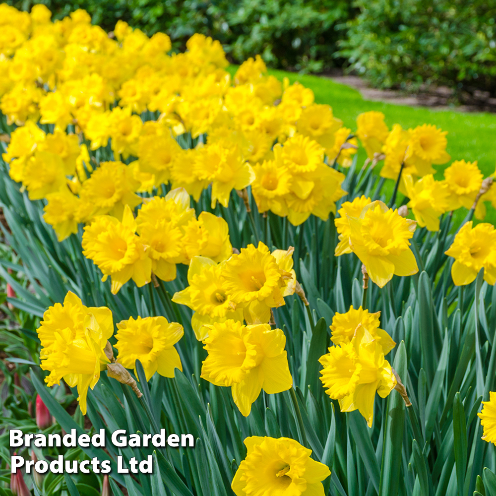 Narcissus 'Cornish Rosemoor Gold' image