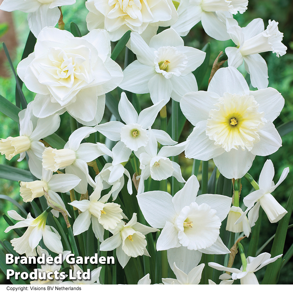 Narcissus 'White Diamonds Mixture' image