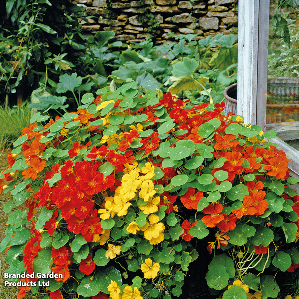 Nasturtium 'Alaska Mixed' - Seeds image
