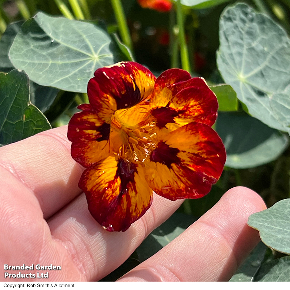 Nasturtium 'Crime Scene' - Seeds image
