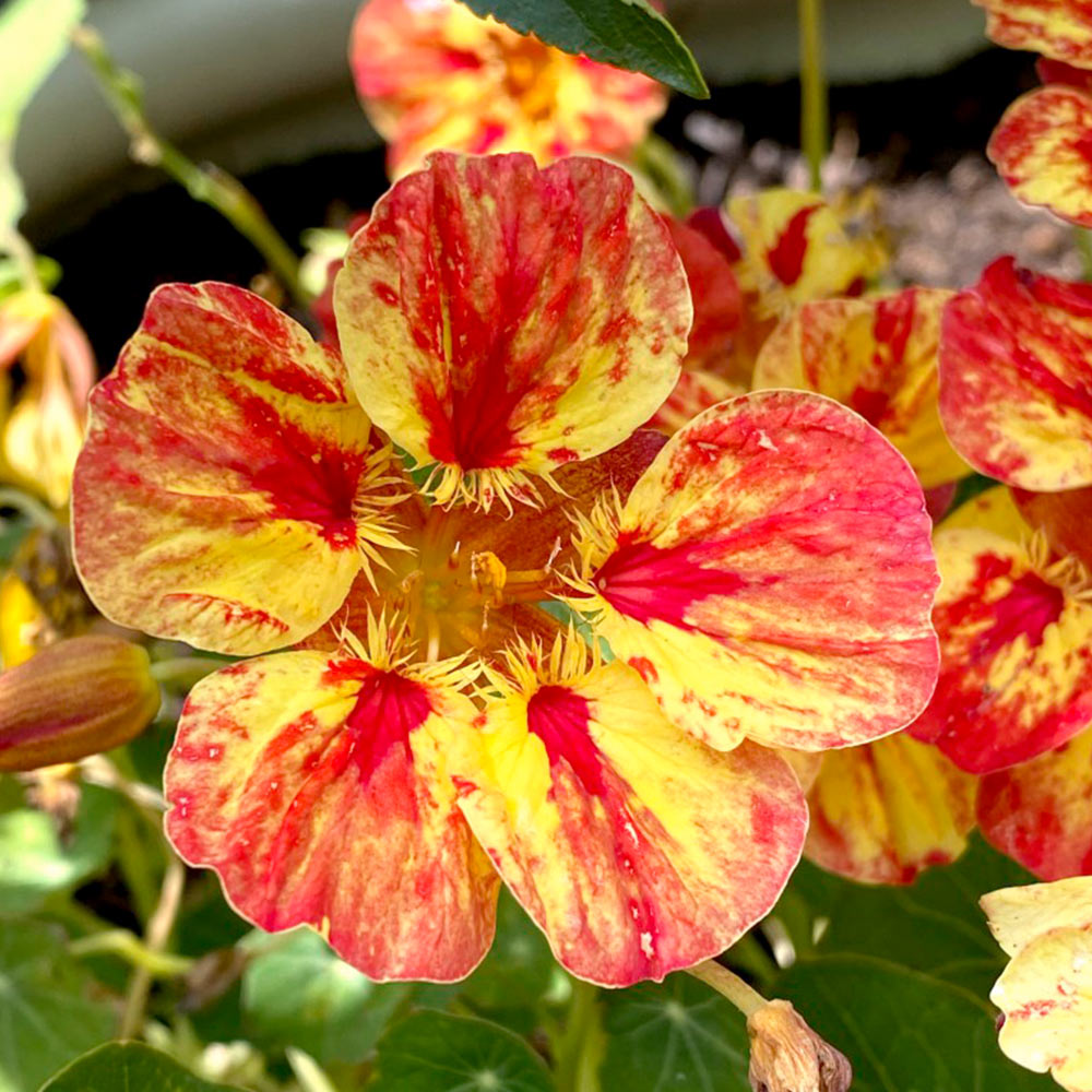 Nasturtium Seeds - Ice Cream Sundae image