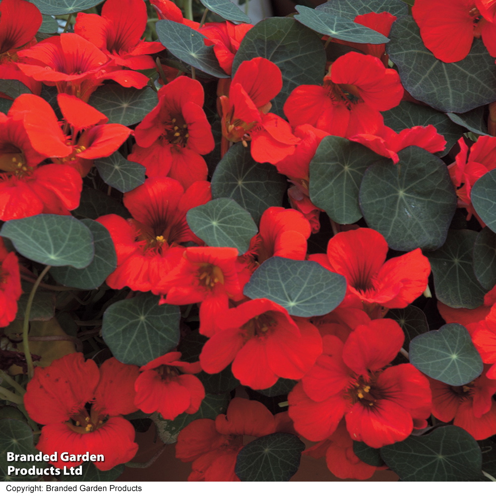 Nasturtium 'Princess Of India' - Seeds image