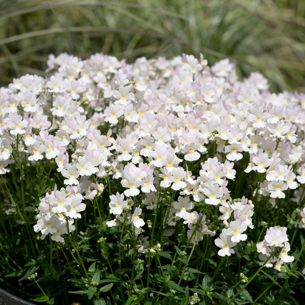 White Hanging Basket Duo image