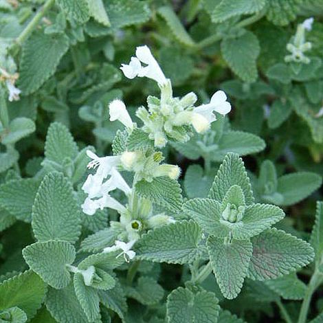 Nepeta x faassenii 'Alba' image