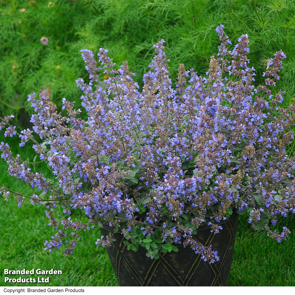 Nepeta x faassenii image