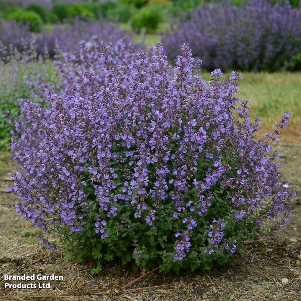 Nepeta x faassenii 'Kitten Around' image