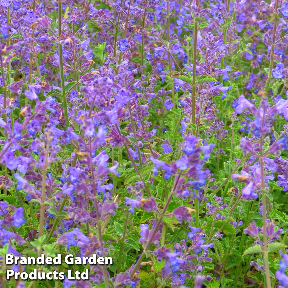 Nepeta x faassenii 'Kit Kat' from Dobies