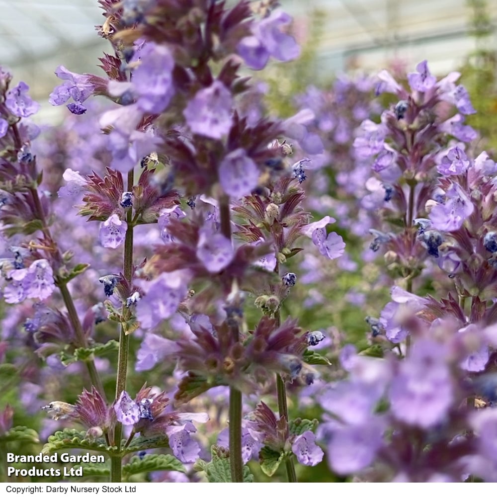 Nepeta hybrid 'Cat's Pajamas' image