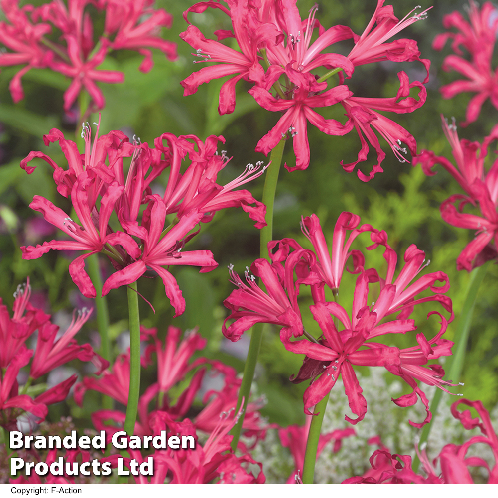 Nerine bowdenii 'Mister John' image