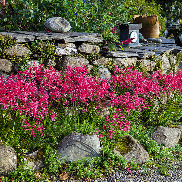 Nerine bowdenii 'Mister John' image