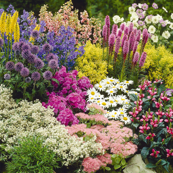Nurserymans Choice Perennial Cottage Garden Collection Dobies