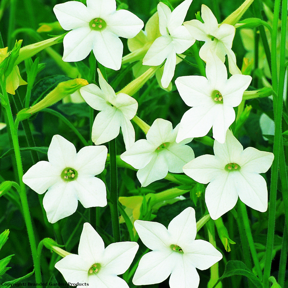 Nicotiana alata image