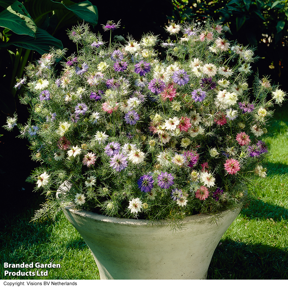Nigella 'Persian Jewels' - Seeds image