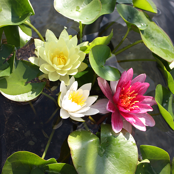 Water Lily image