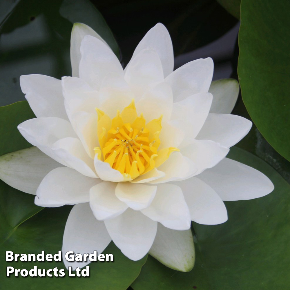 Nymphaea 'Virginalis' (Deep Water Aquatic) at Dobies