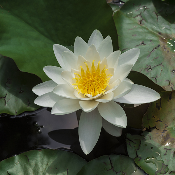 Water Lily White with a Pond Basket image