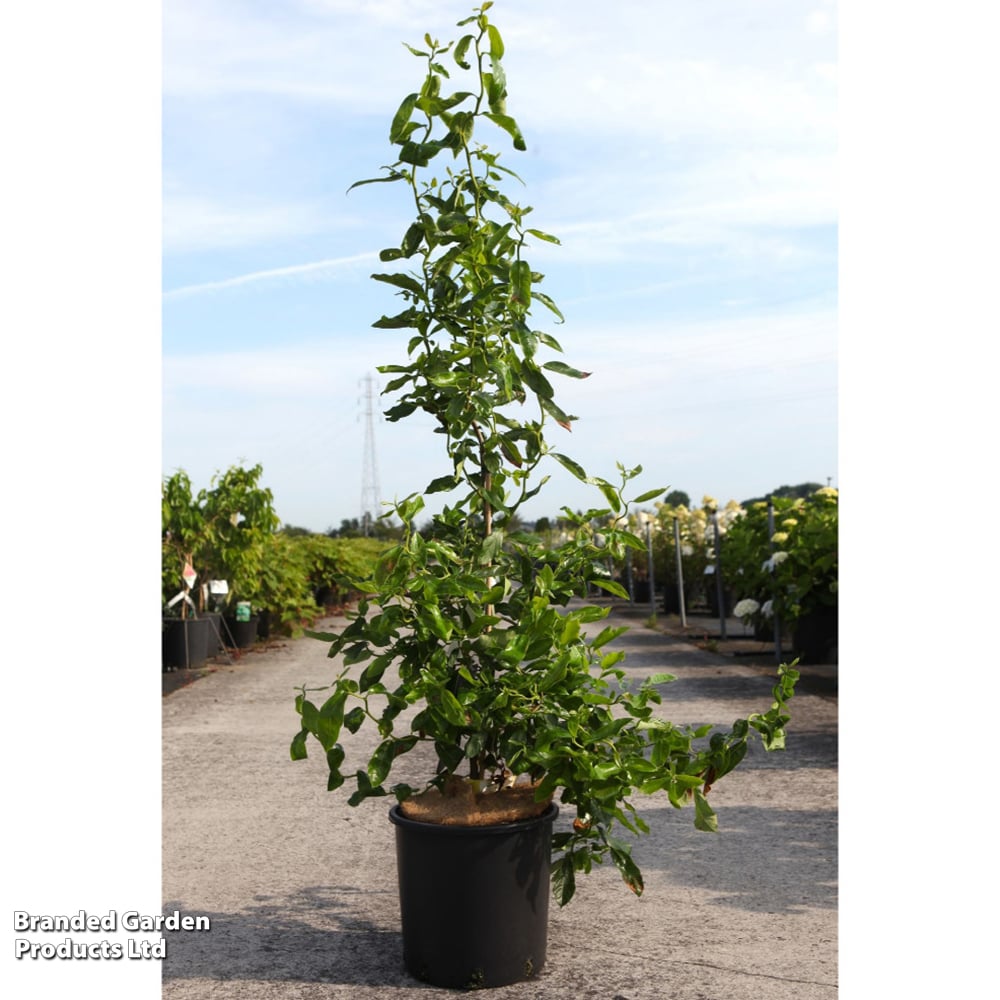 Nyssa sylvatica 'Zydeco Twist' image