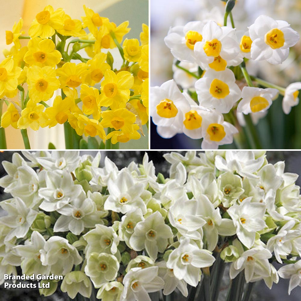 Narcissus 'Tazetta Mix' image
