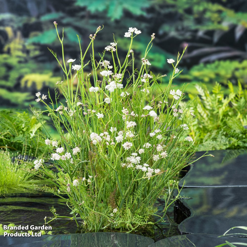 Oenanthe aquatica (Marginal Aquatic) image