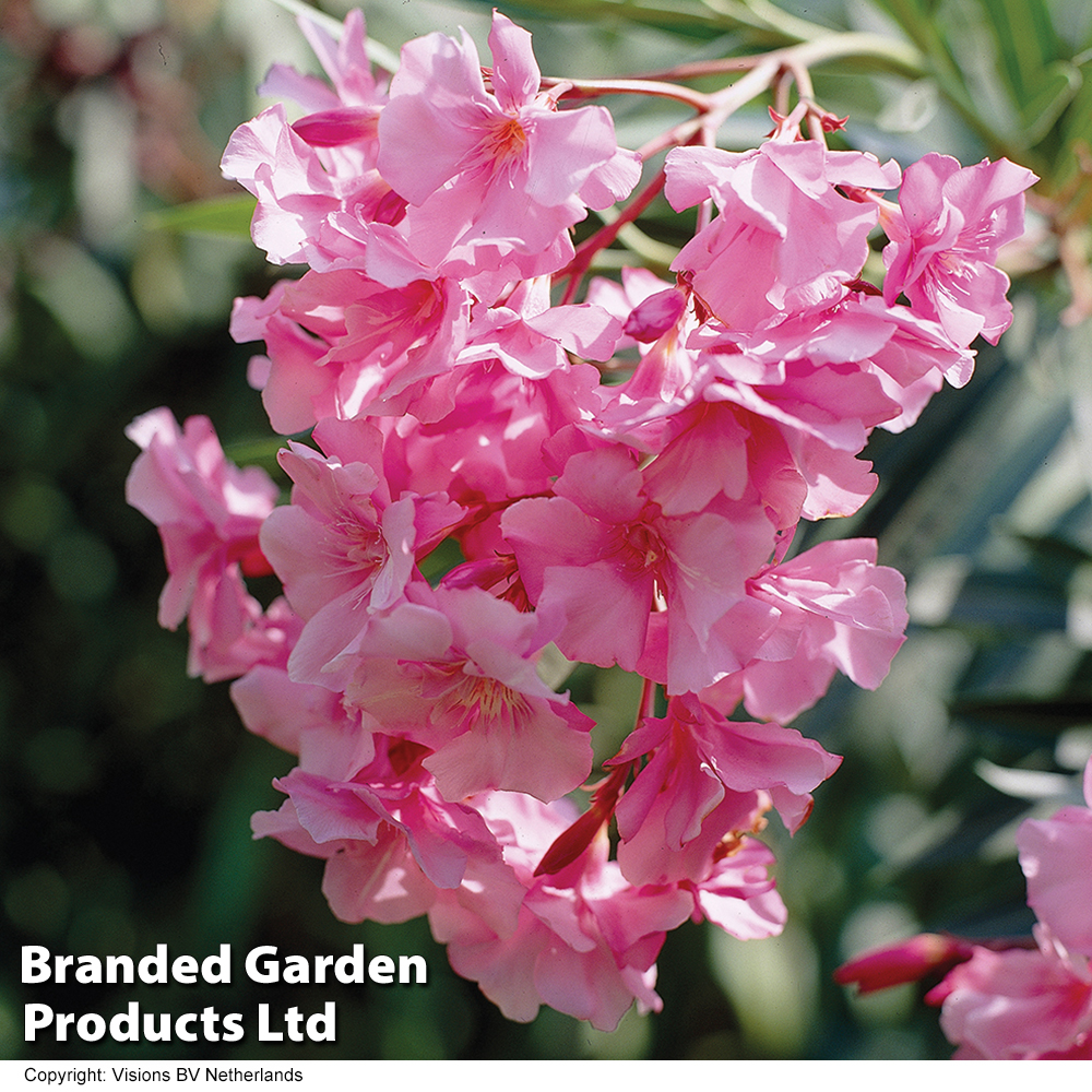 Nerium oleander 'Pink' image