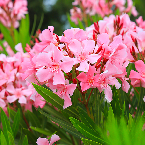 Nerium oleander 'Pink' image