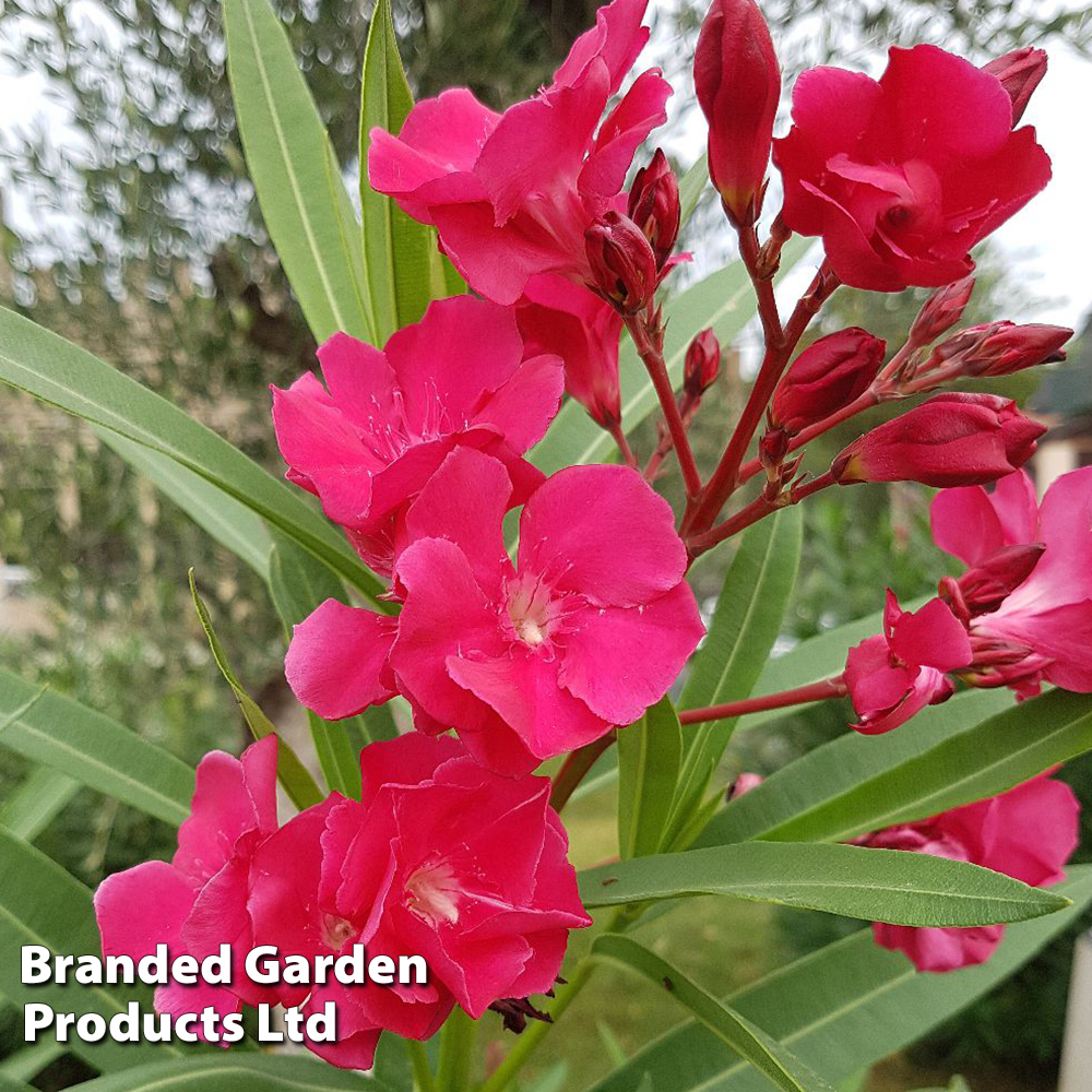 Nerium oleander 'Red' image