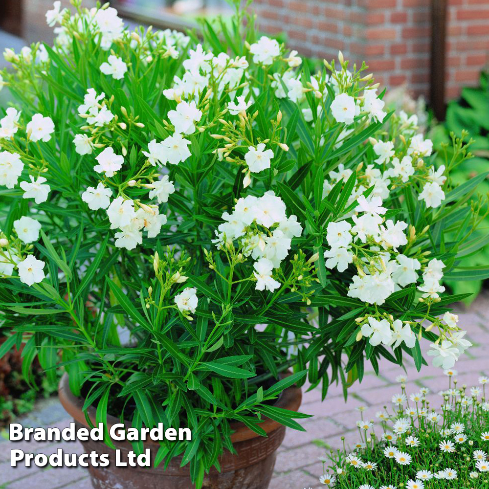 Nerium oleander 'White' image