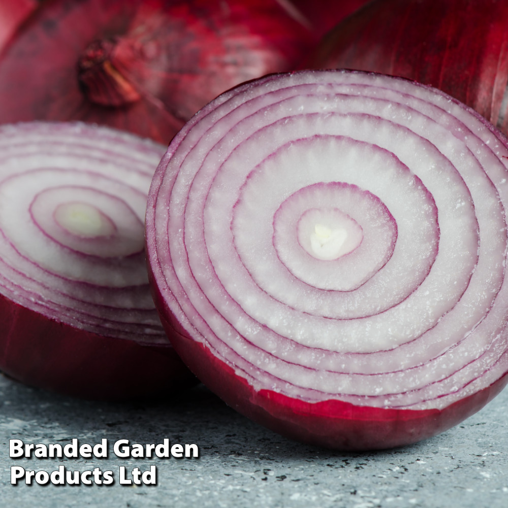 Onion 'Red Ray' (Spring Heat Treated) image