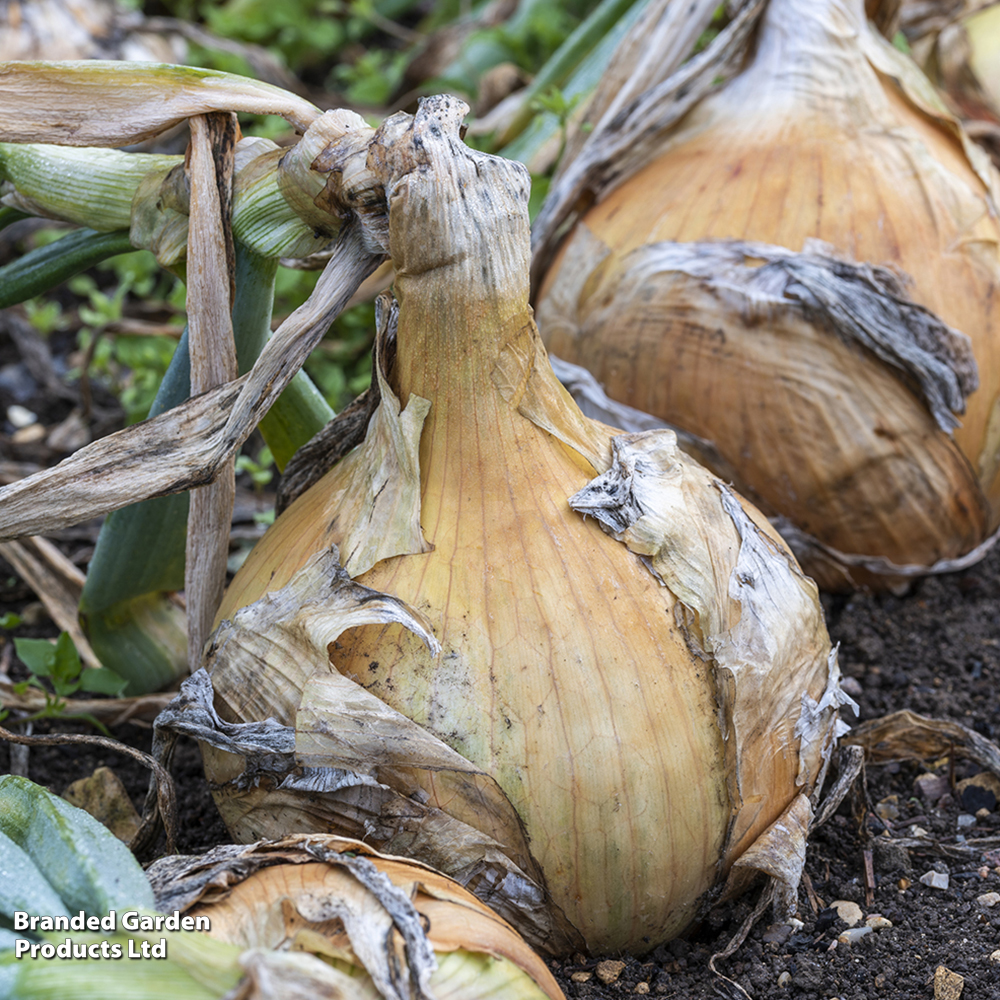 Onion 'Ailsa Craig' - Organic Seeds image