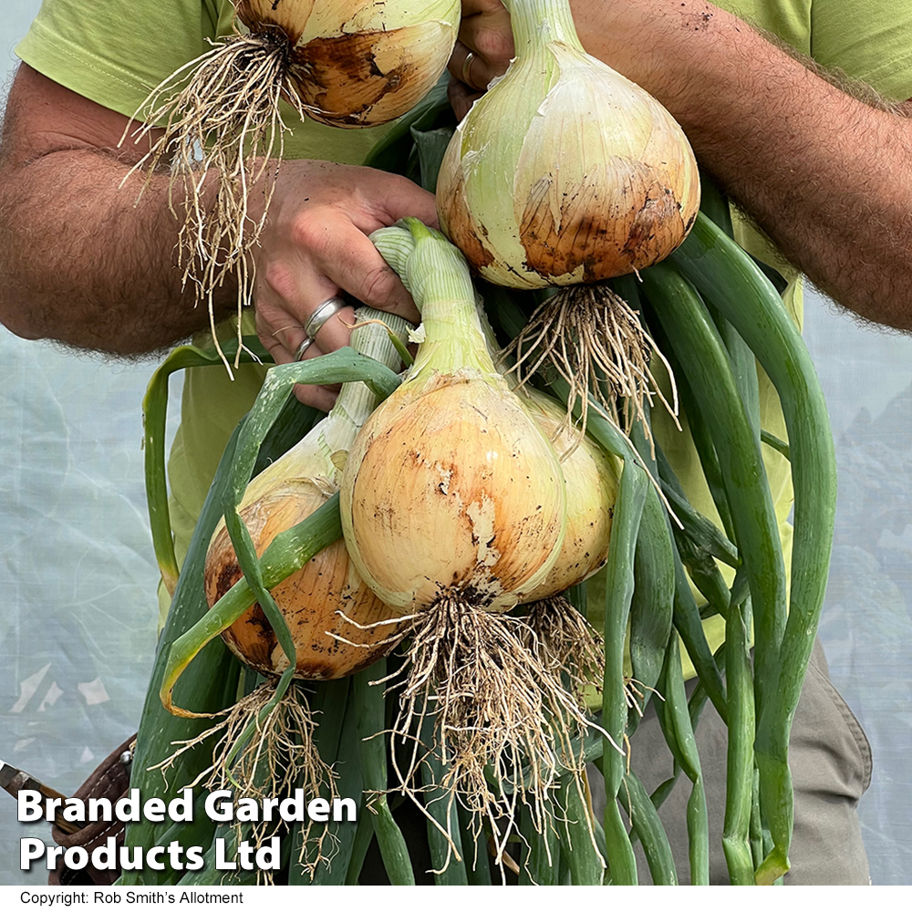Onion 'Galacticus' - Seeds image
