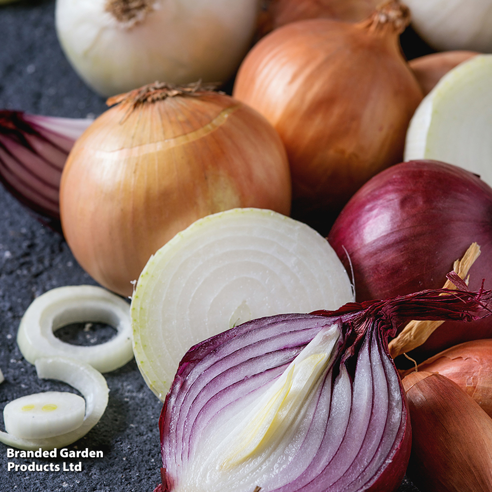 Onion Mixed Red, White & Brown (Autumn Planting) image