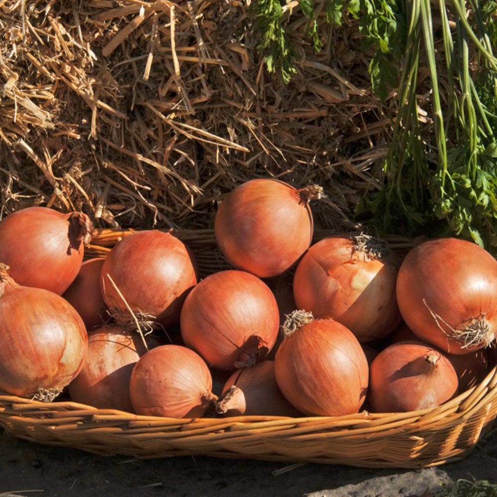 Onion 'Shakespeare' (Autumn Planting) image