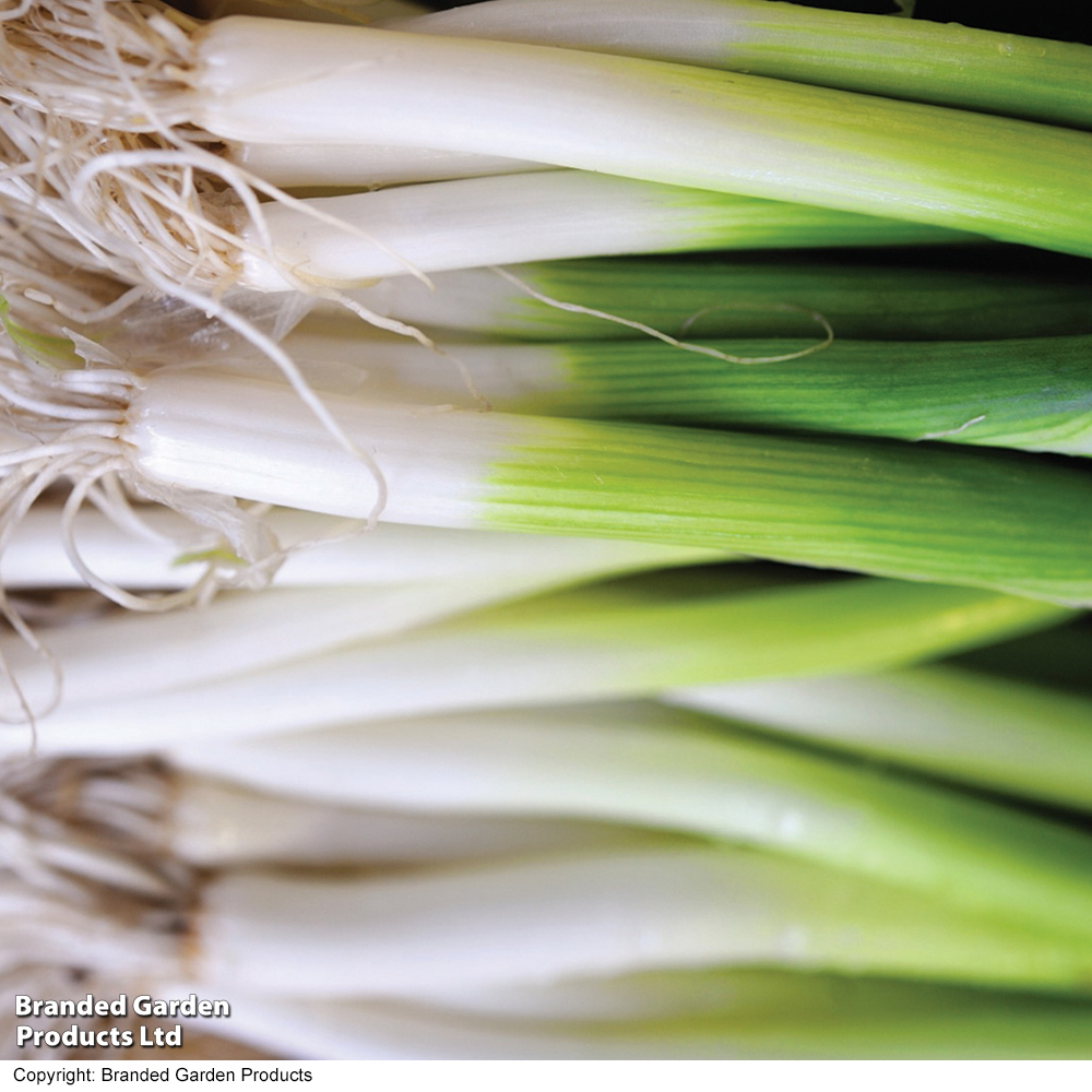 Onion Salad 'Ishikura Bunching' - Organic Seeds image