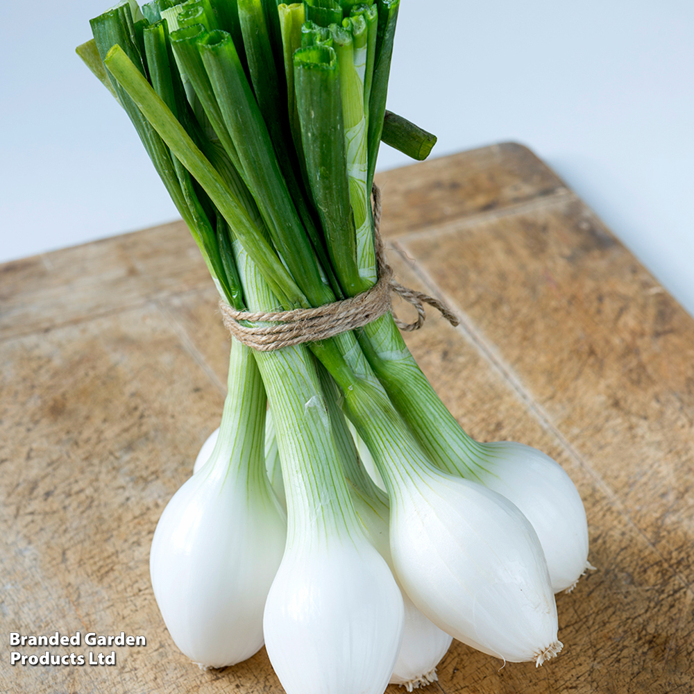 Onion 'White Star' - Seeds image