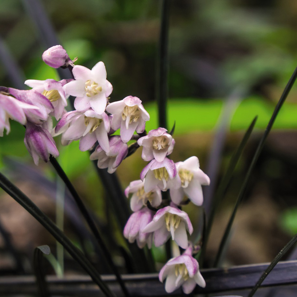 Ophiopogon planiscapus 'Nigrescens' image