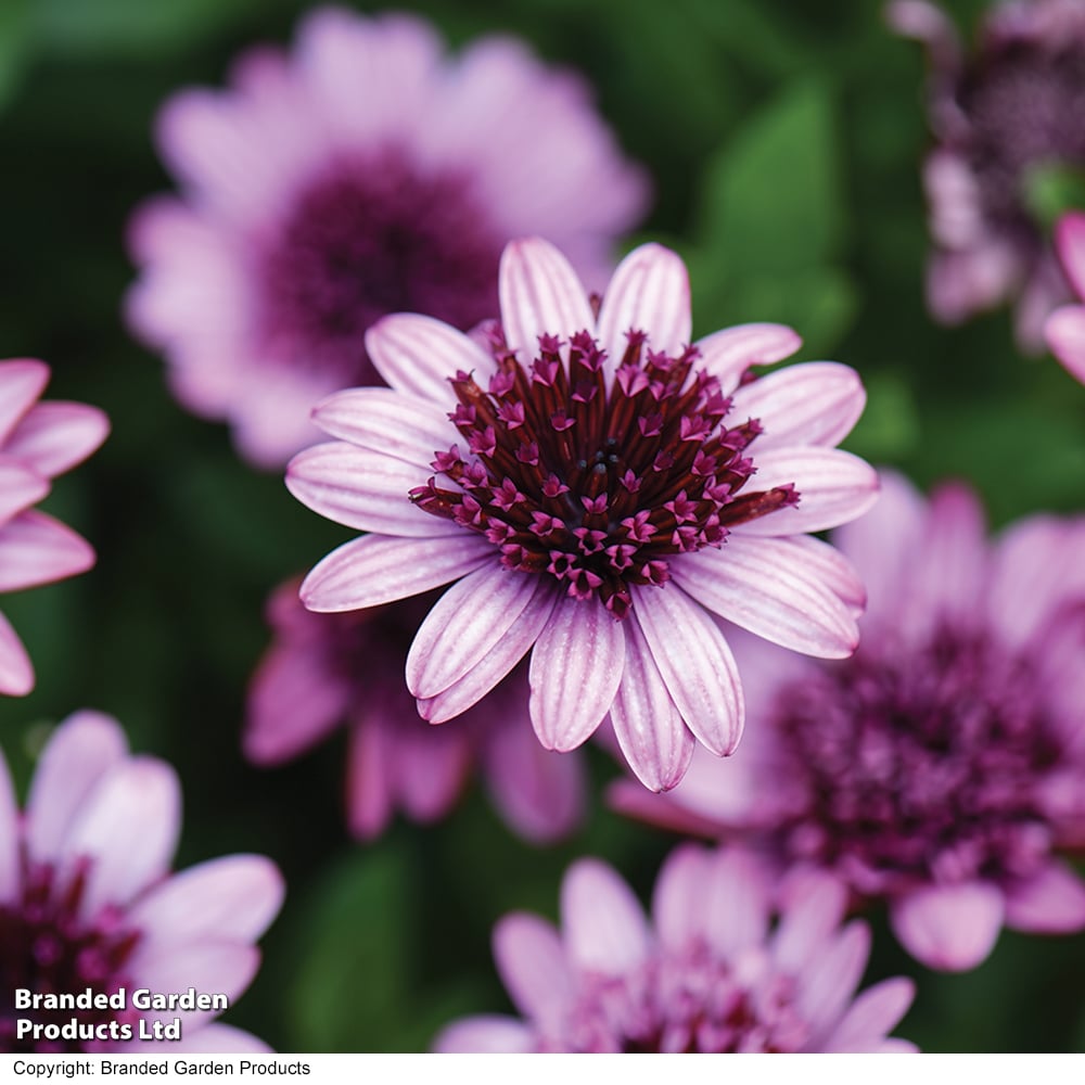 Osteospermum ecklonis 'Berry White' image