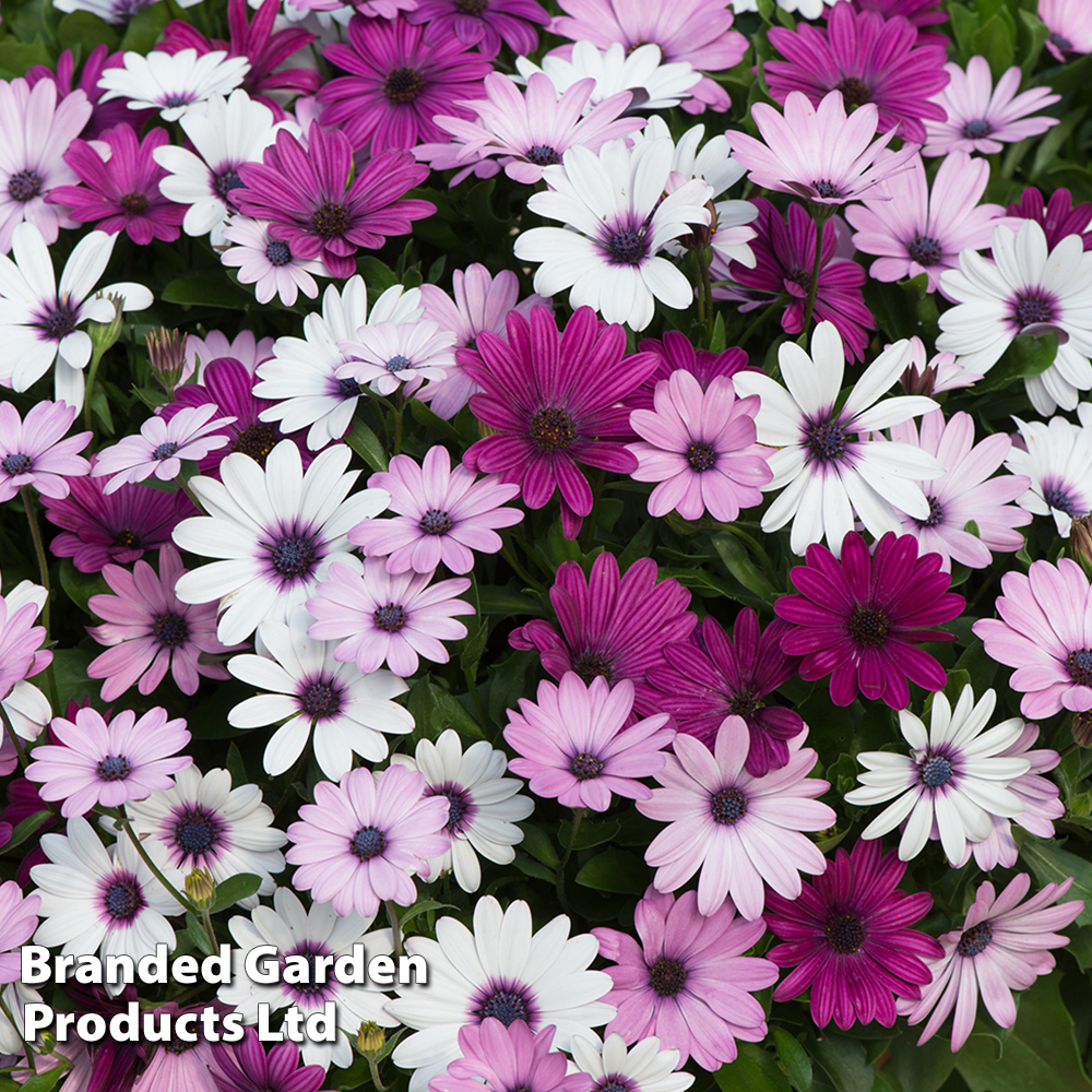 Osteospermum 'Akila Berries and Cream Mix' image