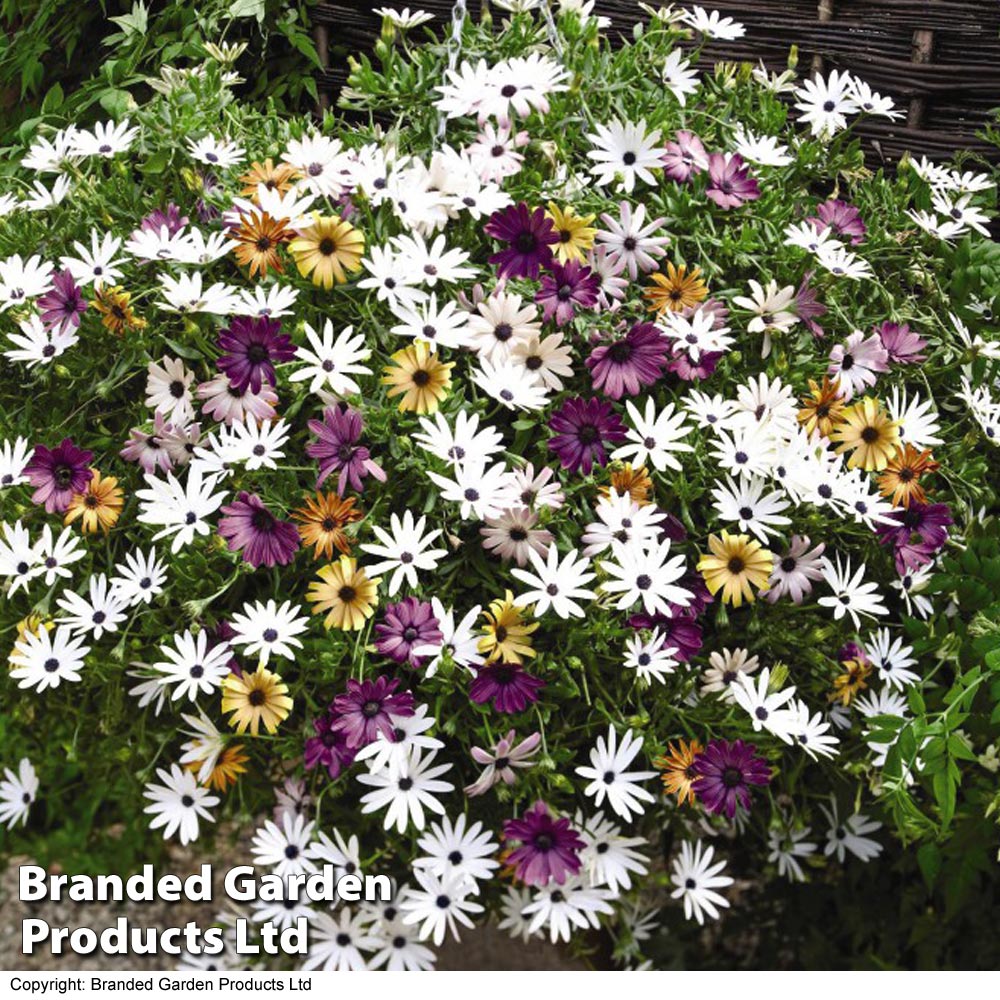 Osteospermum 'Falling Stars™' image